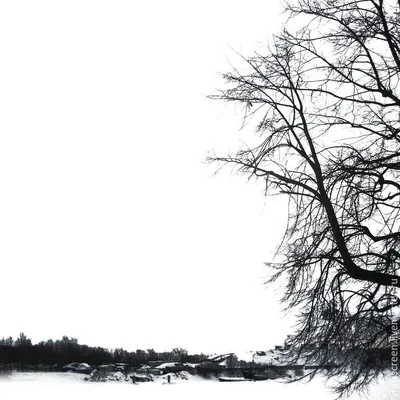 Искусство холода: Фотографии зимних сцен в монохроме