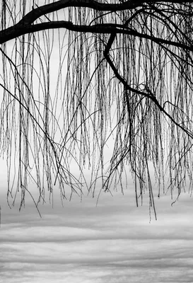 Черно-белые картины зимней природы: Фотографии для скачивания