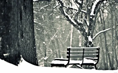 Моменты зимней элегантности: Черно-белые фотографии на выбор