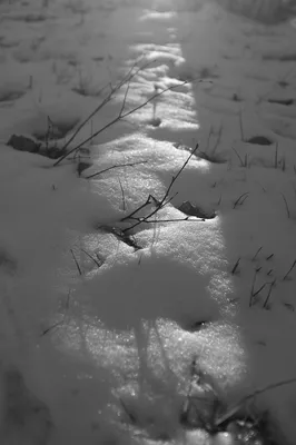 Черно-белые зимние впечатления: Фотографии для скачивания