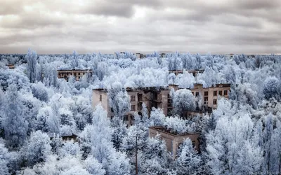 Зимние тайны Чернобыльской природы: Фотографии на выбор