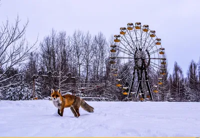 Морозные краски Чернобыля: Селекция зимних изображений