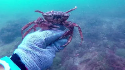 Удивительные снимки Черного моря под водой