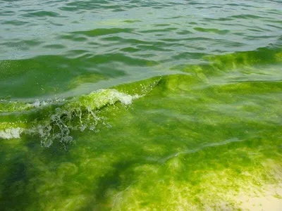 Ошеломляющие фото Черного моря под водой