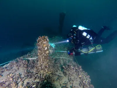 Подводные чудеса Черного моря: впечатляющее фото