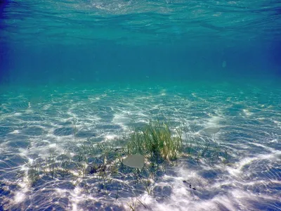 Сказочные просторы Черного моря: невероятная фотография из глубин