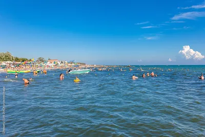 Необычные водоросли Черного моря: великолепная фотография