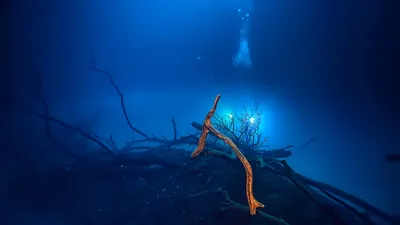 Изображения Черного моря под водой