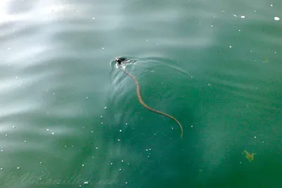 Фон Черного моря под водой