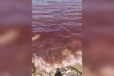 Full HD фото Черного моря под водой