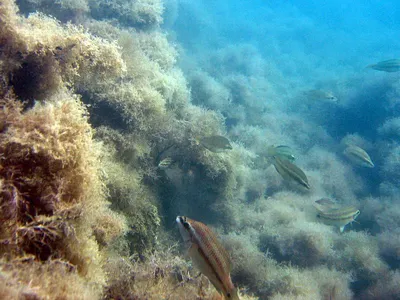 JPG фото Черного моря под водой