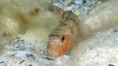 Рисунки Черного моря под водой: изящество подводного мира в каждом квадрате!