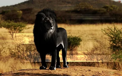 Черногривый лев  фото