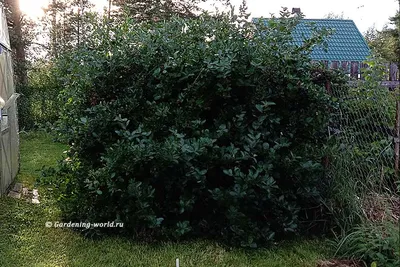 Фотка черноплодной рябины: запечатлённая моментальность векового дерева