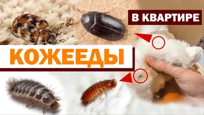 Черные червячки в ванной: скачать фото в хорошем качестве бесплатно