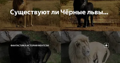 Фотография черных львов в естественной среде обитания