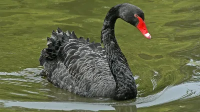 Фотографии Черного лебедя из фильма - 2024 год