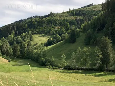 Фото Черного леса Германии: выберите размер и скачайте бесплатно в форматах JPG, PNG, WebP