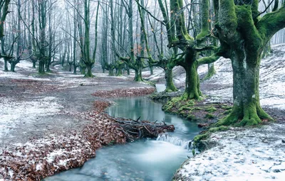 4K фотография черного леса Германии