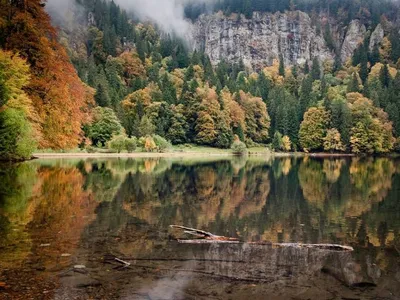 Уникальные фотки черного леса Германии