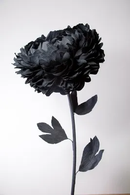 Удивительное черно-белое фото черного пиона