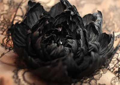 Удивительное изображение черного пиона в формате png