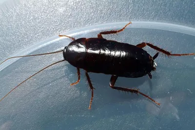 Фото черного таракана в формате JPG, PNG, WebP