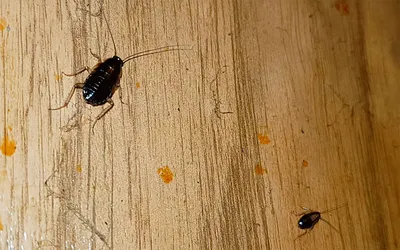 Фото черного таракана: загадочное создание природы.