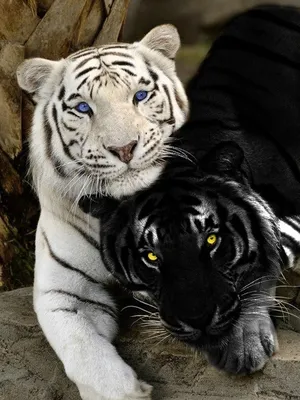 Большой черный тигр в формате jpg