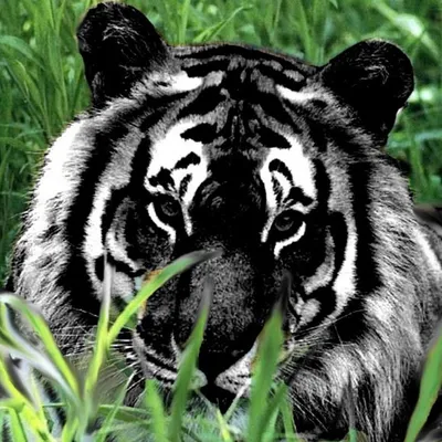 Прекрасный черный тигр на фото