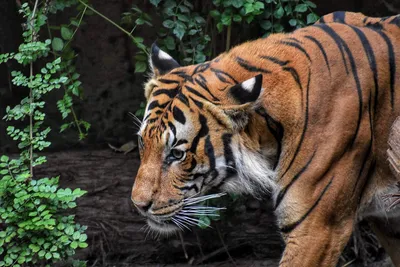 Фотография черного тигра с потрясающей детализацией