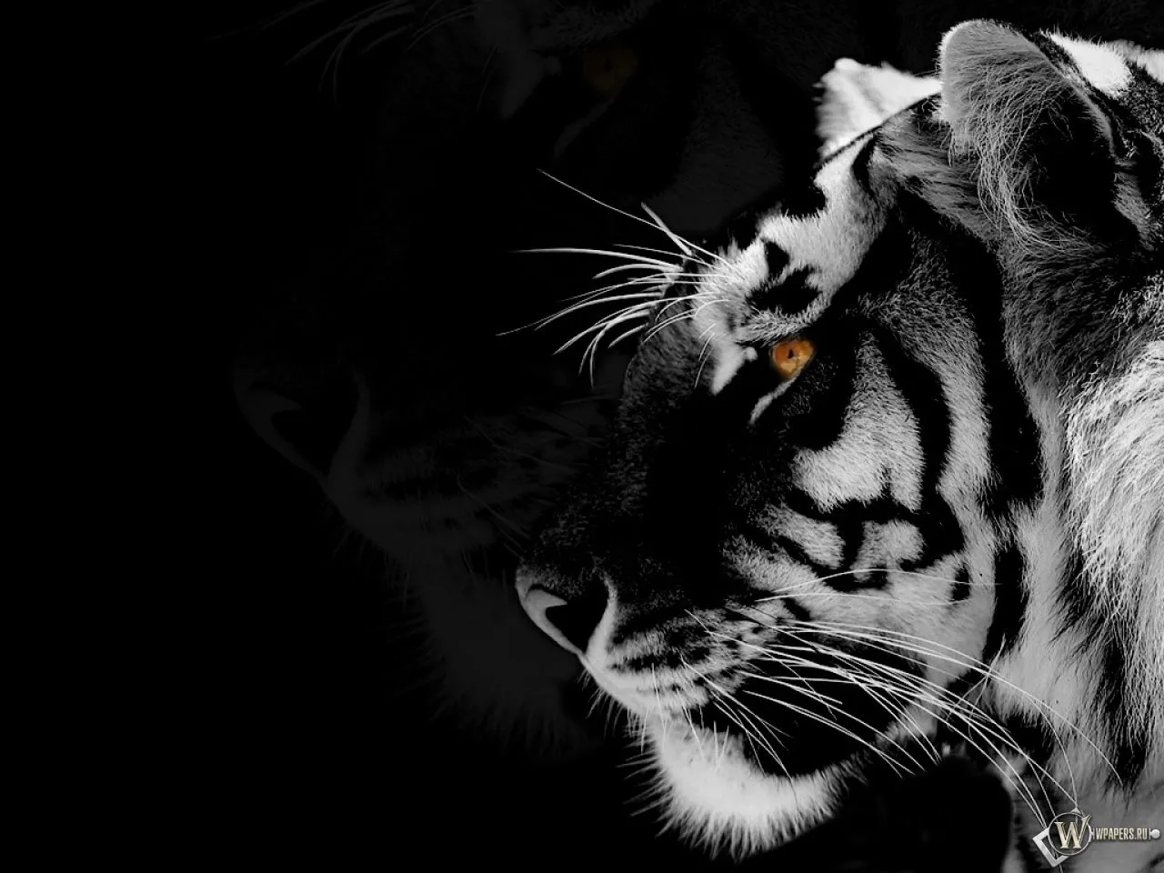 Черный тигр - 62 фото | Черные тигры, Тигр, Тигрята