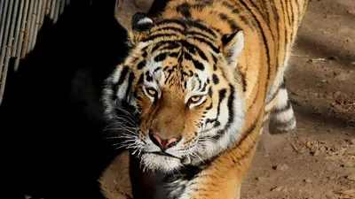 Уникальная фотка черного тигра в png