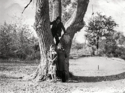 Фотография Черного тополя: прикосновение к неповторимости природы