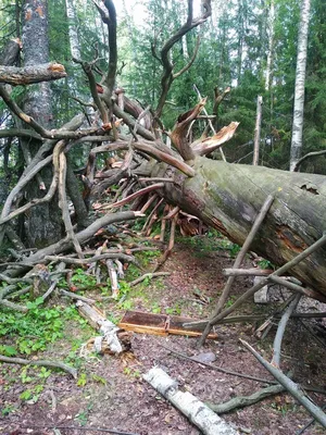 Фото Чертового дерева: воплощение силы и умиротворения