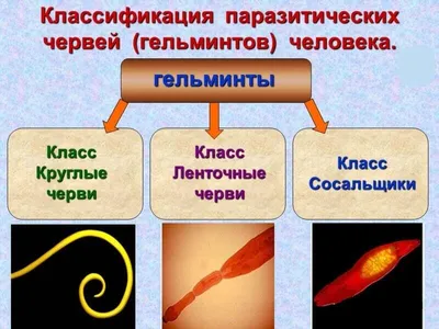 Исследование анатомии: Фотографии червей для скачивания