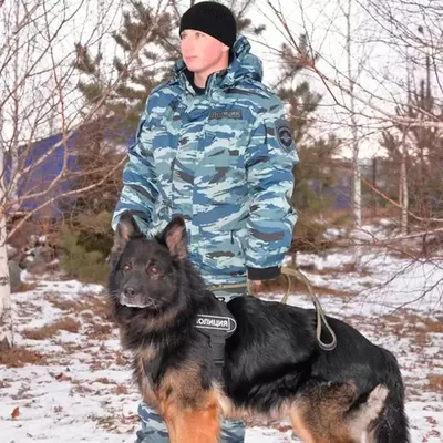 Фото Чешской пастушьей собаки в разных размерах