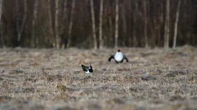 Чибис: фото высокого разрешения в формате JPG