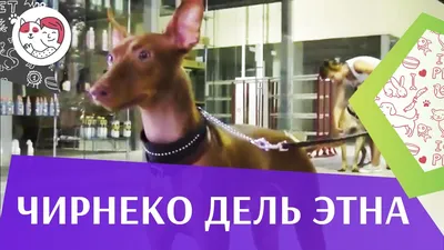 Изумительные фото собак Чирнеко дель Этна