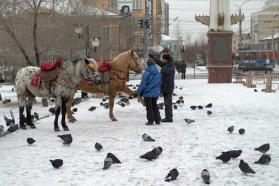 Зимние чудеса: Фото чит зимой в высоком разрешении