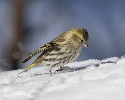 Фотка Чиж птицы с возможностью скачать