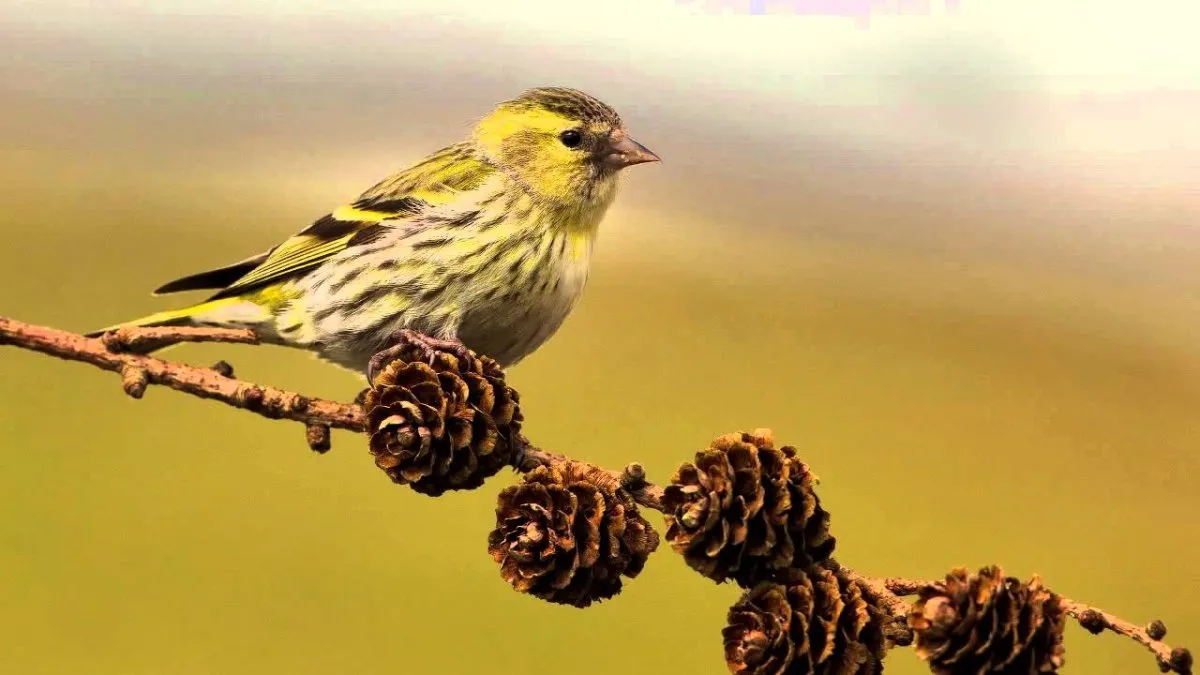 Чиж (Carduelis spinus). Птицы Казахстана.