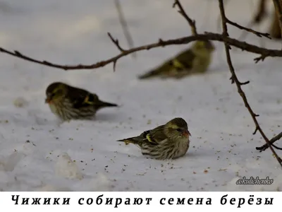 Фотка Чижика птицы, порадуйте глаза