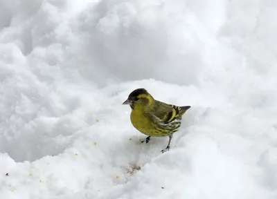 Чижик птица фотографии