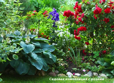 Какие цветы посадить рядом с розами: фото и советы