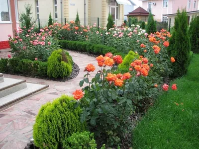 Фотографии садовых ансамблей с розами и их сопутствующими растениями