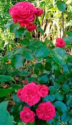 Великолепные фото роз в высоком разрешении
