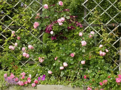 Удивительные фотографии роз: доступные размеры