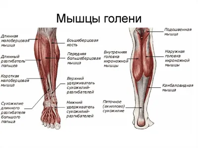 Откройте тайны анатомии: Изучаем голень человека на фото