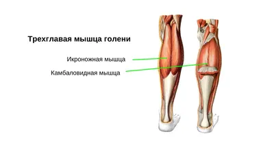 Под зумом: Картинки голени человека в высоком качестве